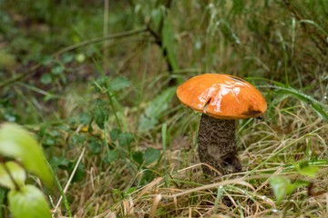 Orange birch bolete mushroom growing amongst grass in woods in the Scottish Highlands. Known also as leccinum versipelle.