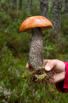 Just picked, orange birch bolete mushroom found growing amongst grass in woods in the Scottish Highlands. Known also as leccinum versipelle.