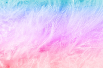 Fototapeta na wymiar Macro of pastel bird fluffy feathers in soft color and blur style for background