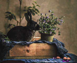 clover the rabbit