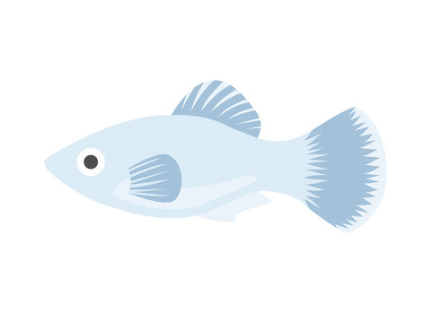 Southern Platyfish Images Browse 270 Stock Photos Vectors And Video Adobe Stock