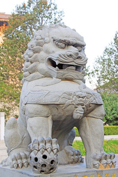 stone lion  in a temple