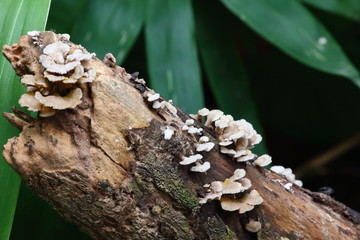mushroom herb and vegetarian in fresh forest