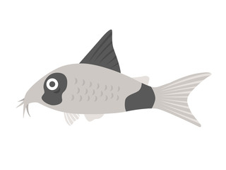 熱帯魚のコリドラスのイラスト