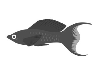 熱帯魚のモーリーのイラスト