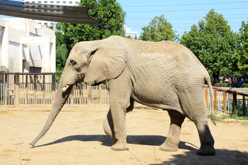 Asian elephant in the Beijing zoo