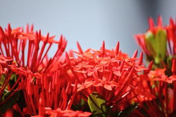 beautiful red spike flower in fresh nature