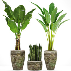 collection of ornamental plants in pots