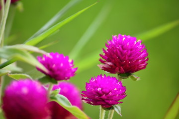 beautiful globe amaranth flower fresh in nature