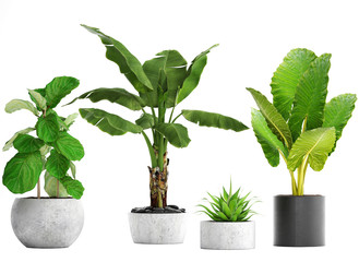 collection of ornamental plants in pots