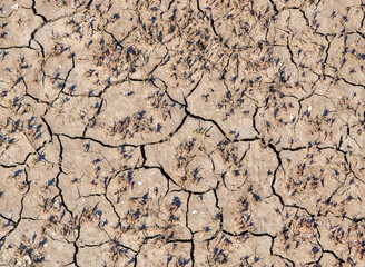 Dry and hot summers, cracked soil with some small, green plants.