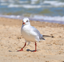 Seagull on the shore close - up on the background of natural sea