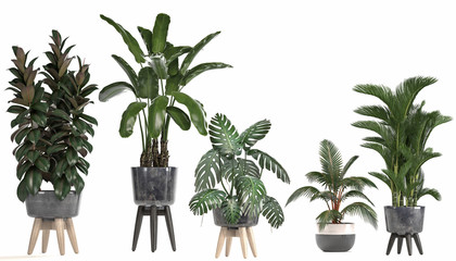 collection of ornamental plants in pots