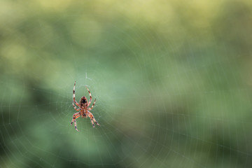 Close-up of the Underside of a Cross Spider on Her Web