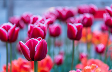 Close up to tulip flower, City decoration in Switzerland. Tulip is one of the most beautiful flower, which usually found in Europe. There are plenty of color.