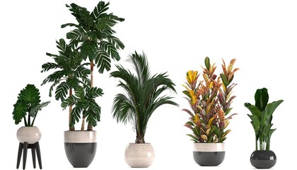 collection of ornamental plants in pots