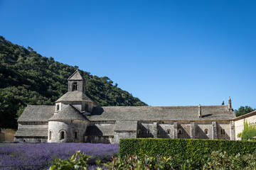 Senanque Abbey Near Gordes France with Blooming Lavender