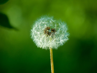 half blowed dandelion on green