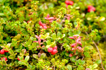 Berry-field of cowberry and lingonberry in forest. Ripening berries in the natural environment