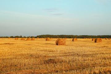Field with dry yellow grass and haystacks on a sunset. Autumn landscape.