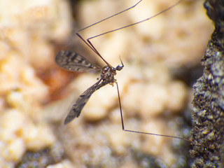 Aedes aegypti Mosquito Macro  a Mosquito sucking human blood in Asia Thailand.