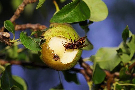 Hornet eats a pear    