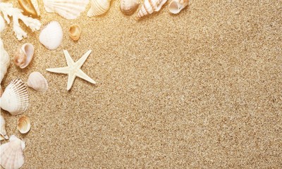Seashell on sandy seacoast. Travel concept
