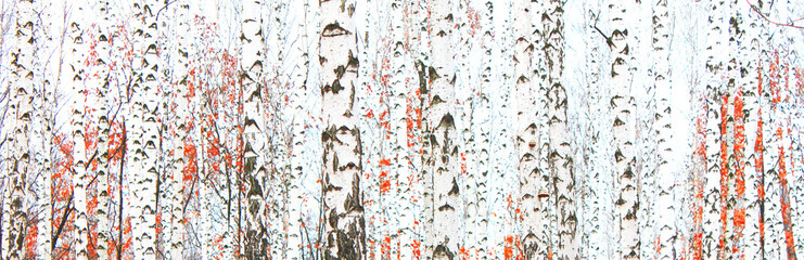 Beautiful birch trees with white birch bark in birch grove with green birch leaves in summer