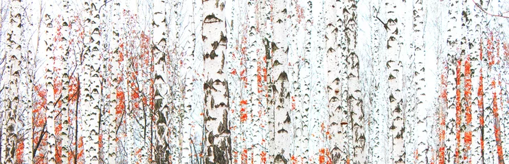 Deurstickers Beautiful birch trees with white birch bark in birch grove with green birch leaves in summer © yarbeer