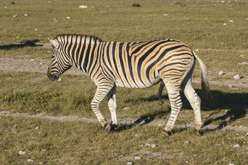 Etosha Pan 9iron Zebra