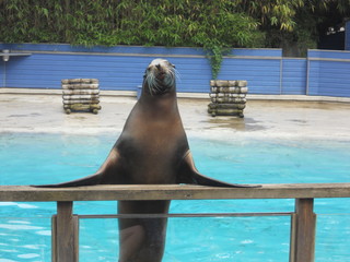 Fototapeta premium animaux