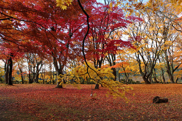 Naklejka premium 観楓台