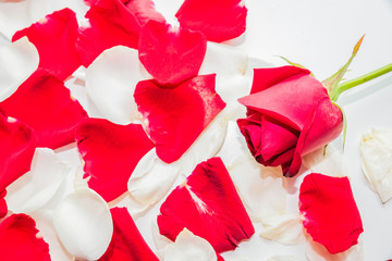 White rose and red rose on white background, valentine concept
