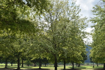 Grove of Oak Trees