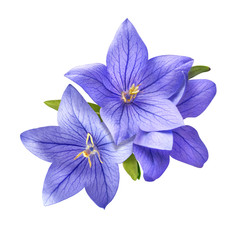 bright bluebell flowers bouquet isolated on white background