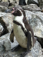 Naklejka premium manchot