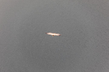 Eagle flying over the Aldeadavila reservoir in Salamanca, Spain