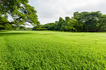 Green grass field in park at city center