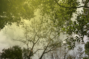 green leaf of treetop with light  background