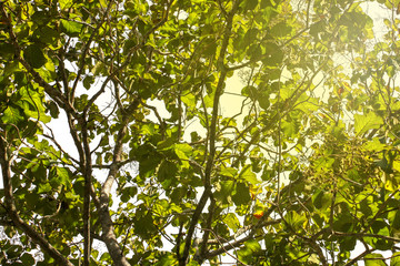 green leaf of treetop with light background