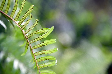 Fern leaves as a natural fresh, green background. Fern sporophytic strobulus.
