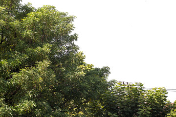 green leaf of treetop isolated on white background