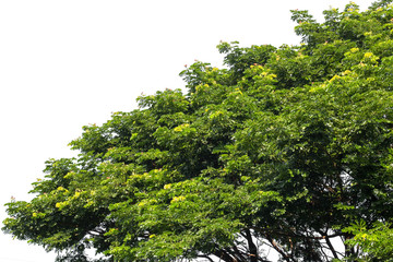 green leaf of treetop isolated on white background