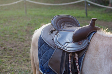 Horse saddled up and ready to ride