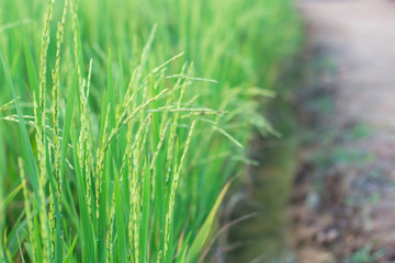 Fototapeta na wymiar Paddy rice field.