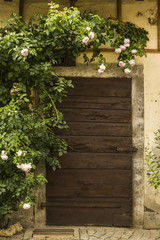 Holztür mit Riegel umrahmt von Kletterrosen Eingang in Stall, Wooden door with bolt framed by climbing roses entrance in stable
