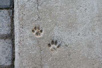 Trace of paw on the concrete path