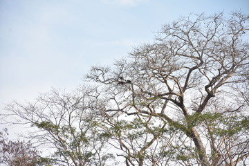 Macacos Bugil