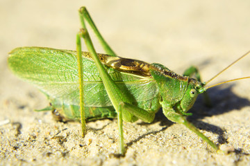 large green grasshopper on a sandy road, close up