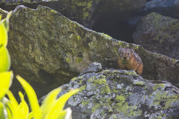 Pika on stone. Wild altai animal. Rodent